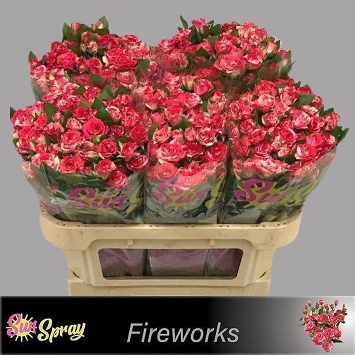 <h4>Rosa spray fireworks</h4>