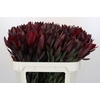 Leucadendron Saf Sunset Dark Red