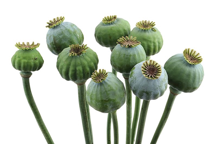 Papaver Seedpots Extra