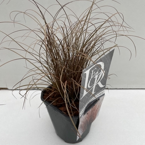 Graminées Carex 'Bronze Form'