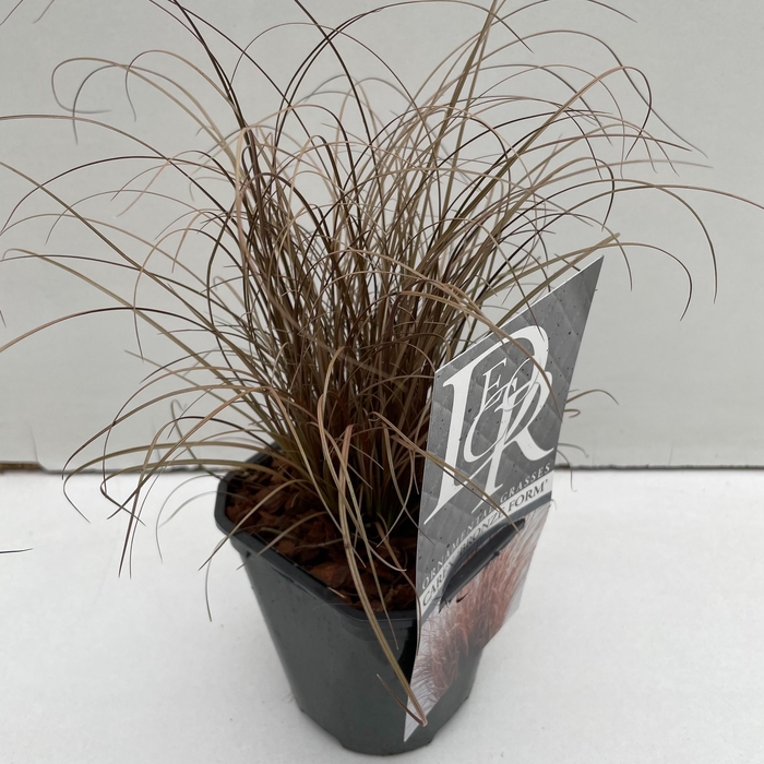 <h4>Graminées Carex 'Bronze Form'</h4>