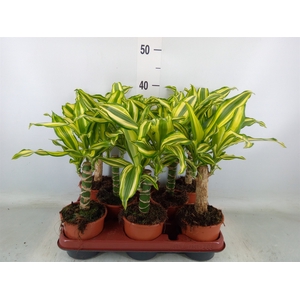 Dracaena frag. 'Yellow Coast'