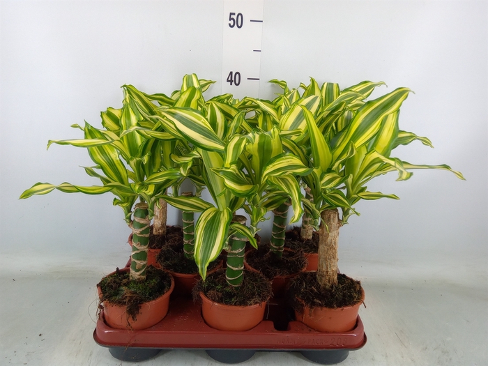 <h4>Dracaena frag. 'Yellow Coast'</h4>