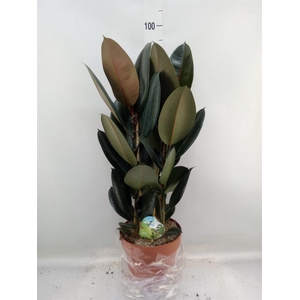 Ficus elastica 'Abidjan'