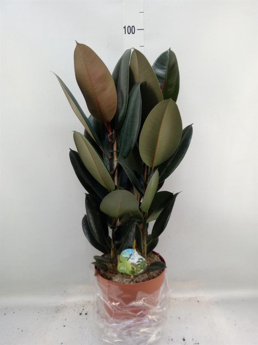 <h4>Ficus elastica 'Abidjan'</h4>