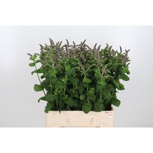 Mentha Jocka