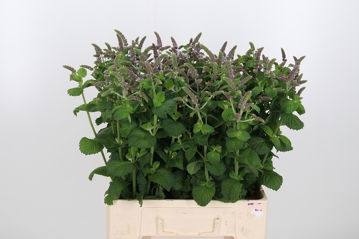 <h4>Mentha Jocka</h4>
