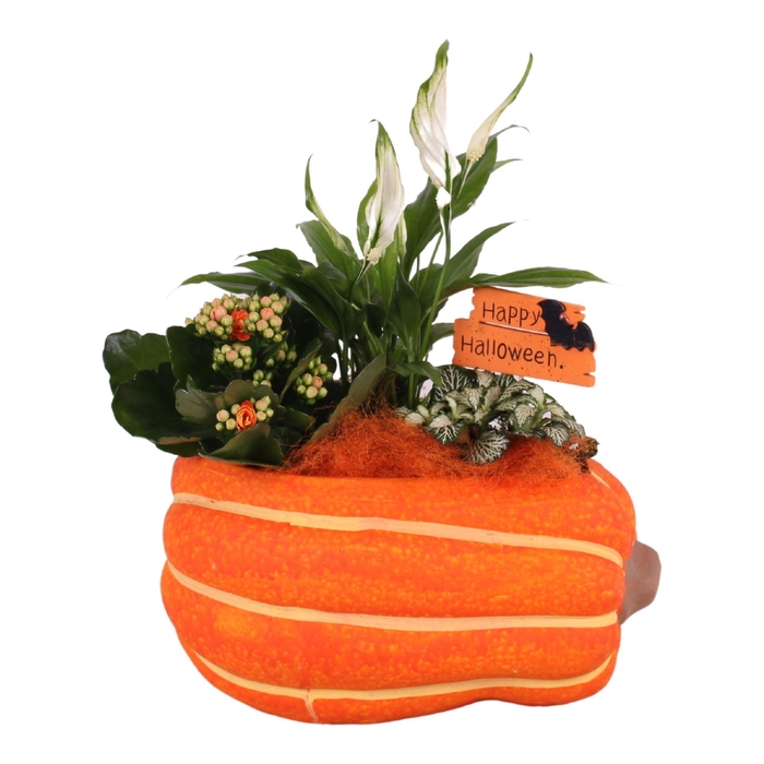 <h4>Halloween Arr. Indoor Ceramic Pumpkin Ø25cm 3PP</h4>