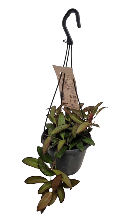 <h4>HOYA ROSITA</h4>