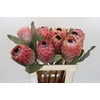 Protea Barbigera