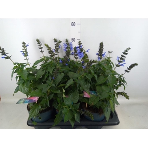 Salvia 'Salgoon Lake Como'