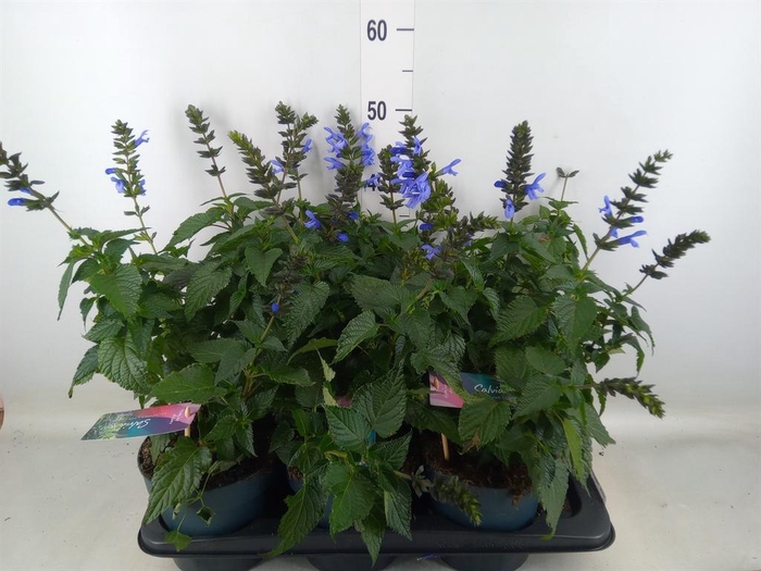 <h4>Salvia  'Salgoon Lake Como'</h4>