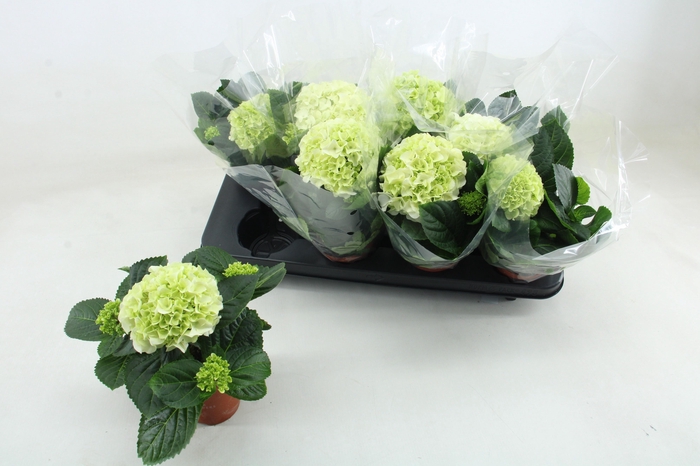 <h4>HYDR M HI WHITE SUN</h4>