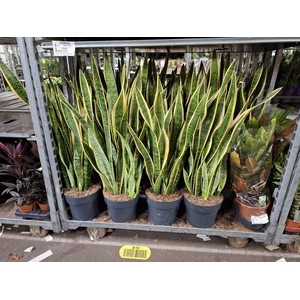 Sansevieria trif. Laurentii