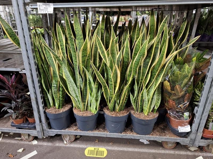 <h4>Sansevieria trif. Laurentii</h4>