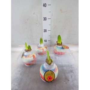 Hippeastrum   ...waxed