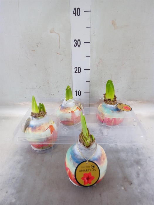 <h4>Hippeastrum ...waxed</h4>