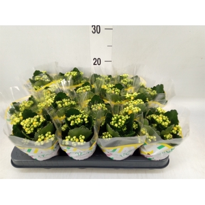 Kalanchoe blos. 'Calandiva Nolin'