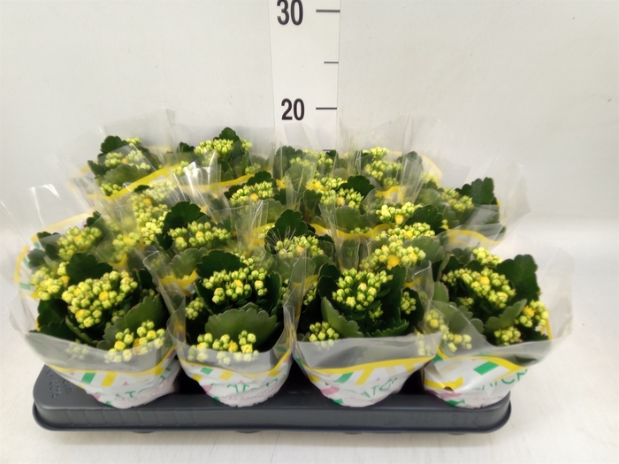 <h4>Kalanchoe blos. 'Calandiva Nolin'</h4>