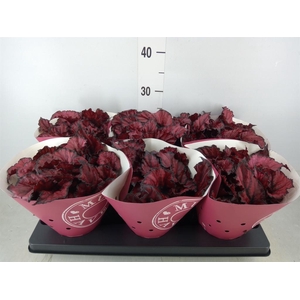 Begonia BD 'Kohala Red'