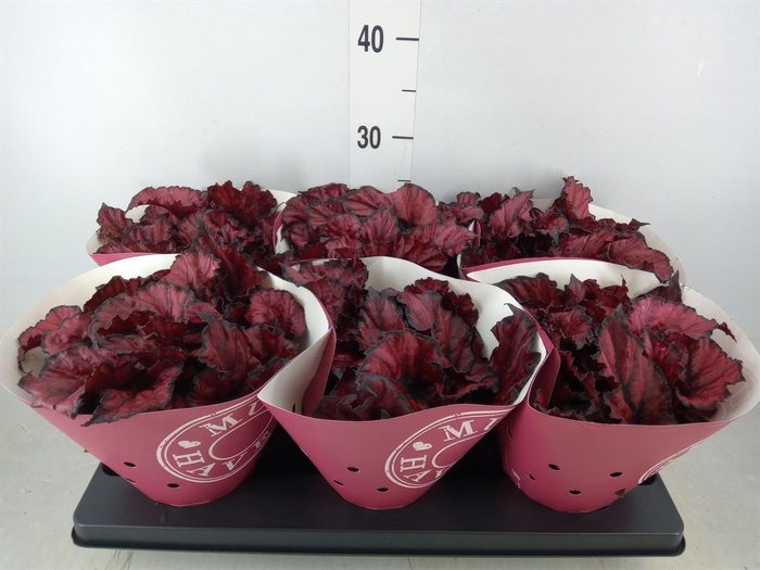 <h4>Begonia BD 'Kohala Red'</h4>