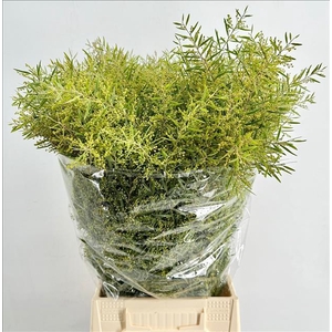 Mimosa Chiar di Luna Extra