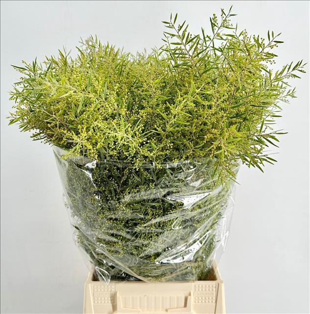 <h4>Mimosa Chiar di Luna Extra</h4>