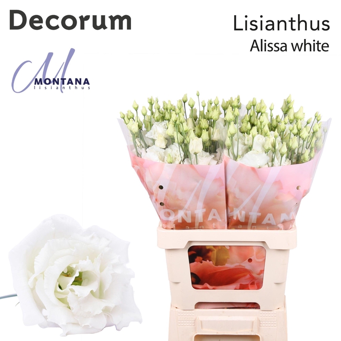 Lisianthus Alissa white 70cm