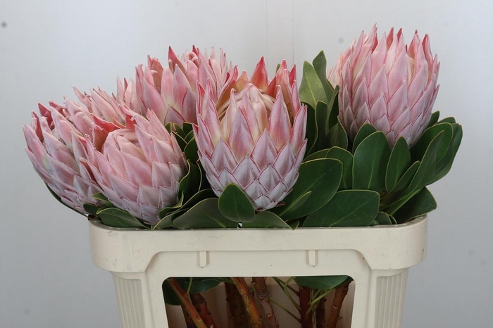 <h4>PROTEA CYNAROIDES</h4>