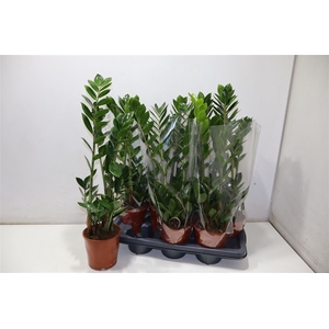 Zamioculcas Zamiifol