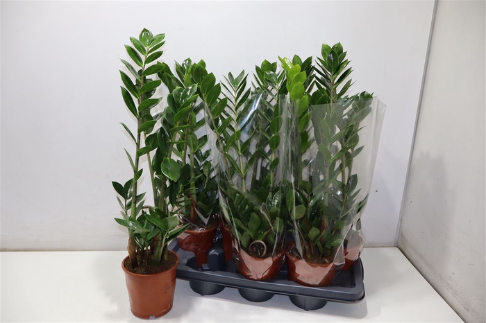 <h4>Zamioculcas Zamiifol</h4>