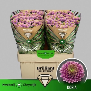 Chr San Doria Chrywijk Brilliant