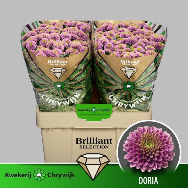 <h4>Chr San Doria Chrywijk Brilliant</h4>