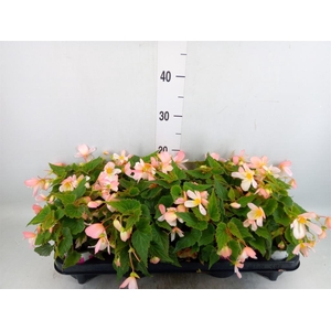 Begonia boliv. 'Angel Pink'