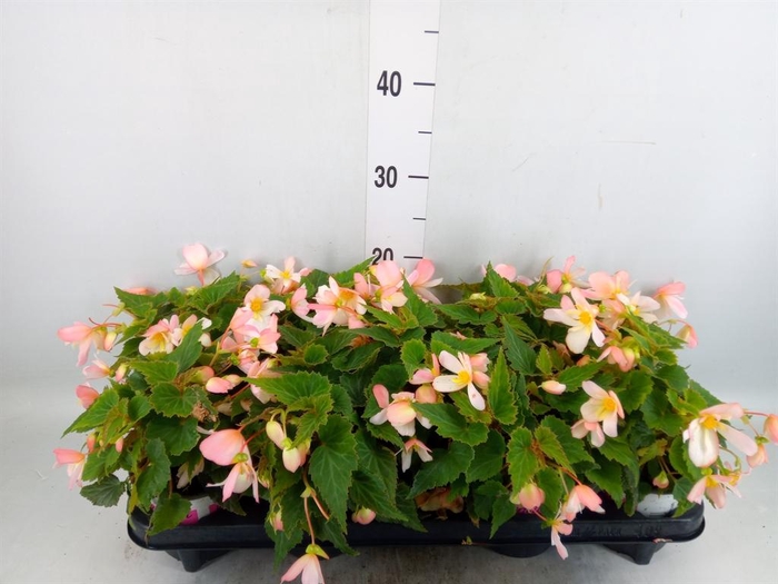 <h4>Begonia boliv. 'Angel Pink'</h4>