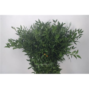 Ruscus It. Per Bunch 150 Gram