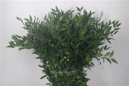 <h4>Ruscus It. Per Bunch 150 Gram</h4>