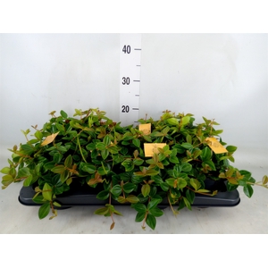 Peperomia  'Rocca Scuro'