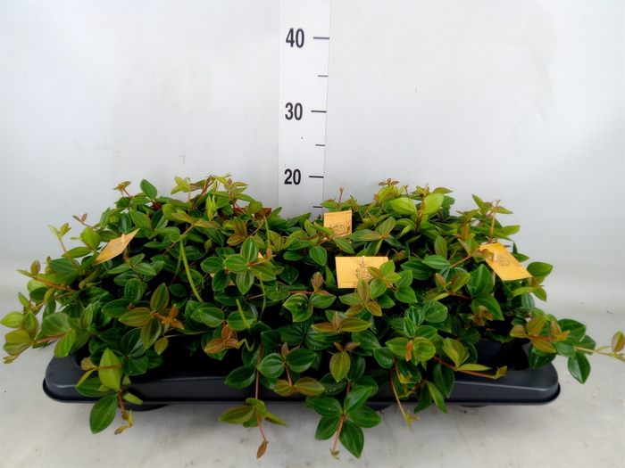 <h4>Peperomia  'Rocca Scuro'</h4>