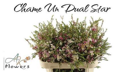 <h4>Chamelaucium Dual Star</h4>