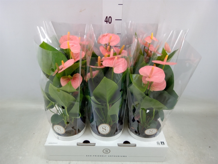 <h4>Anthurium andr. 'Spirit'</h4>