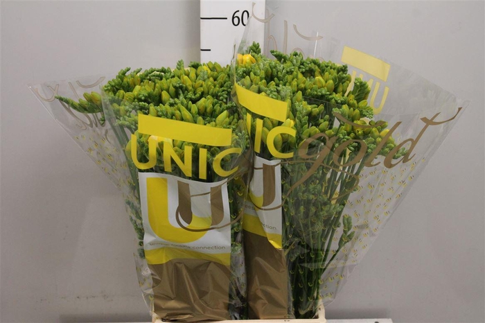 <h4>Fr Du Soleil</h4>