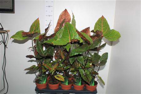 <h4>Alocasia Black Jack( Cyrtosperma Johnstonii)</h4>