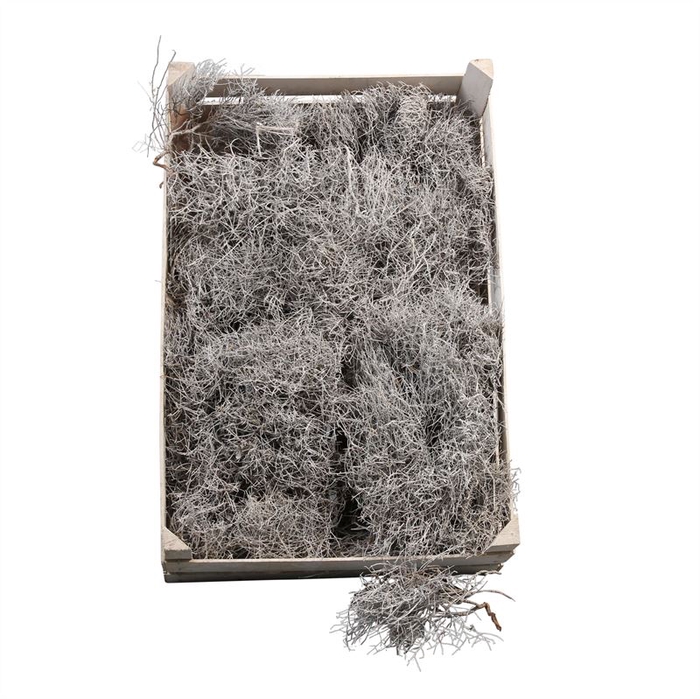 <h4>IRON GRASS WHITE FROSTED</h4>