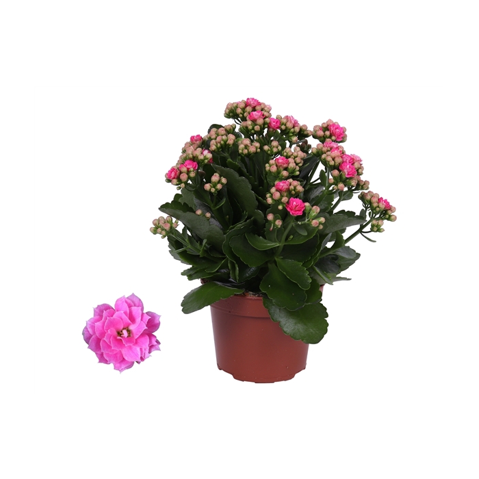 <h4>Kalanchoe Rosalina 12cm Don Nando roze, Zonder hoes</h4>