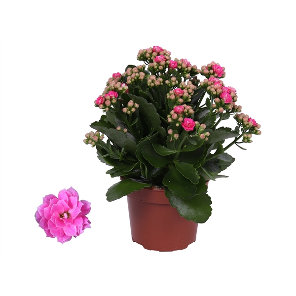 Kalanchoe Rosalina 12cm Don Nando roze, Zonder hoes