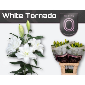 LI OR DU WHI TORNADO 3pit