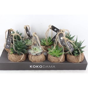 arr3 Kokoplant - Succulenten mix x8