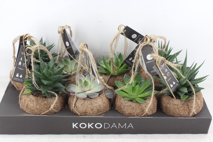 <h4>arr3 Kokoplant - Succulenten mix x8</h4>