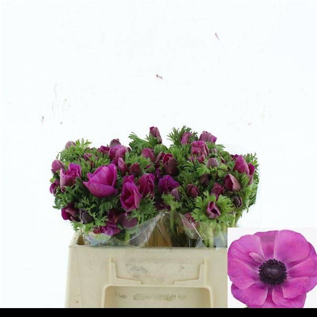 <h4>ANEM CO MIS + FUCSIA</h4>